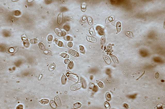 Mycena abramsii     (Murrill)    Murrill